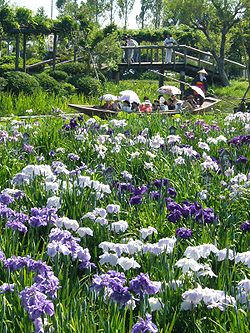 Sawara-aquatischer-botanischer-Garten, Iris, Katori-Stadt, Japan.JPG