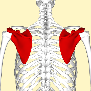 [scapula]