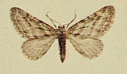 Thumbnail for File:Scarce Pug Moths of the British Isles.jpg