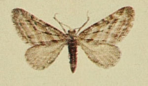 Scarce Pug Moths of the British Isles.jpg