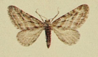 <i>Eupithecia extensaria</i> Species of moth