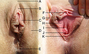 Left: In their resting state, the labia protect the inner areas of the vulva.
Right: Spreading the labia apart exposes inner areas of the vulva.
A) Anterior commissure of labia majora
B) Clitoral hood
C) Labia minora
D) Labia majora
E) Posterior commissure of labia majora
F) Clitoral glans
G) Inner surface of labia majora
H) Vulvar vestibule
I) External urethral orifice
J) Vaginal orifice
K) Fourchette Scheide-labelled.jpg