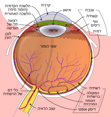 תרשים המתאר את מבנה עין האדם.הקרנית ממוקמת בחלק העליון של התרשים