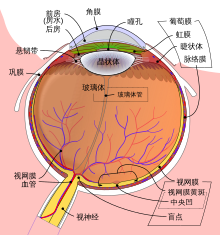 眼球纤维膜 维基百科 自由的百科全书
