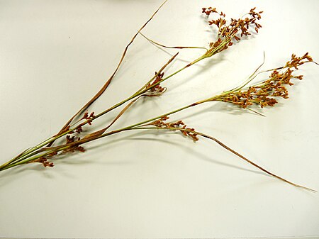 Tập_tin:Scirpus_wichurae.JPG