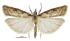 Scoparia dryphactis male.jpg