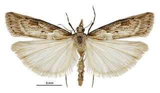 <i>Scoparia dryphactis</i> Species of moth