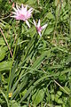 Scorzonera rosea (Rosen-Schwarzwurzel) IMG 9857.jpg