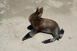 Seal at Santa Rosa Island.jpg