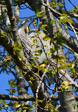 Great Blue Heron.