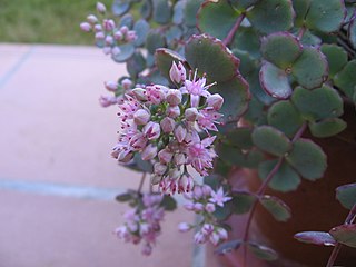 <i>Hylotelephium sieboldii</i> Species of succulent