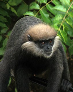 Purple-faced langur Species of Old World monkey