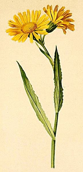 File:Senecio doronicum Atlas Alpenflora.jpg