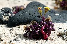 Lanzarote shahridagi zrzola yaqinidagi plyajdagi Senecio leucanthemifolius, 2013 yil iyun (4) .jpg