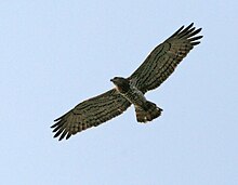Short-Toed Snake Eagle (Circaetus gallicus) in Kawal WS, AP W IMG 2266 .jpg