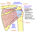 Schultergelenkdiagramm, Ansicht von hinten.