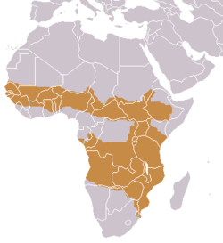 Distribución del chacal rayado