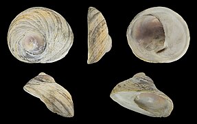 Sigapatella novaezelandiae (Circular Slipper Limpet), shell