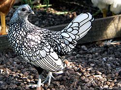 Серебряная курица Sebright.jpg