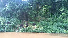 Douala Edea National Park Singes de la reserve de faune de Douala - Edea 21.jpg