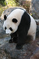 Sitting panda.jpg