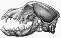 Image 12Lateral view of a dog skull, jaw opened (from Dog anatomy)