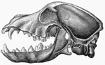 Lateral view of a dog skull - jaws open