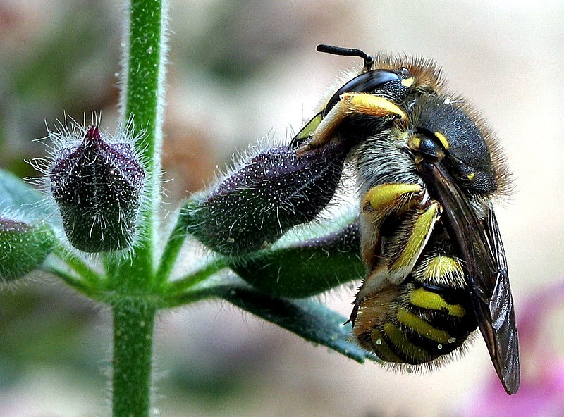 File:Sleeping Anthidium manicatum 8808.jpg