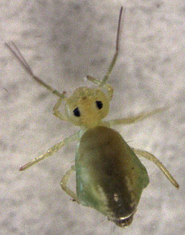 Sminthurus viridis