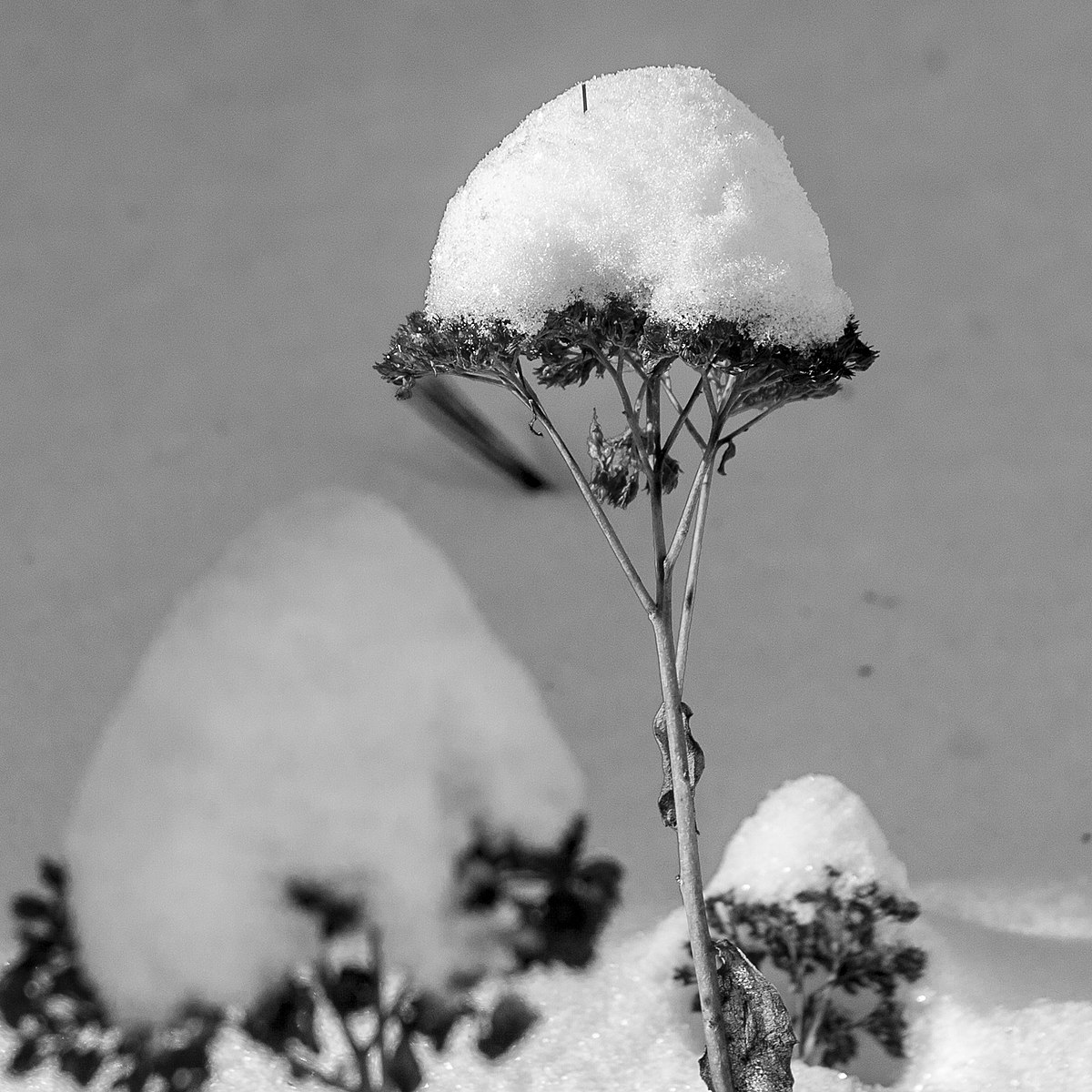 Snow capped перевод