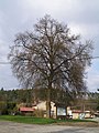 Čeština: Strom na návsi v Solci. English: Tree at village square in Solec.