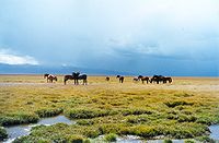 Cavalls pasturant prop del pas de Son-Kul