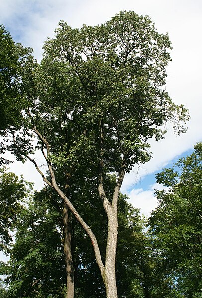 File:Sorbus torminalis 1.jpg
