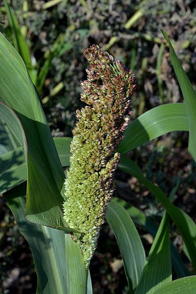 File:Sorghum bicolor flower (05).jpg