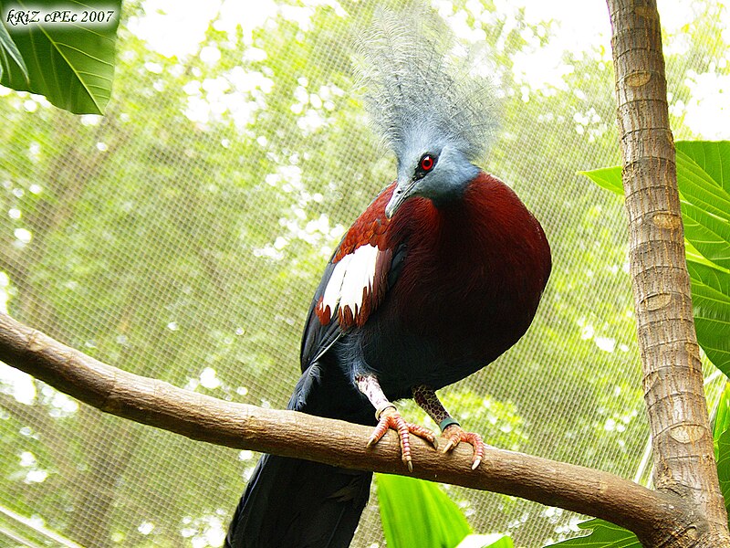 File:Southern Crowned Pigeon.jpg