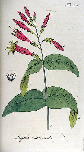 File:Spigelia marilandica Ypey56.jpg