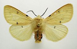 Spilosoma lutea01.jpg