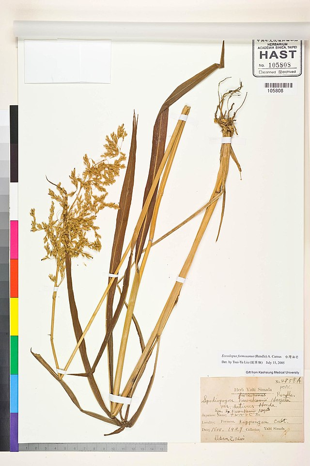 Description de l'image Spodiopogon formosanus.jpg.