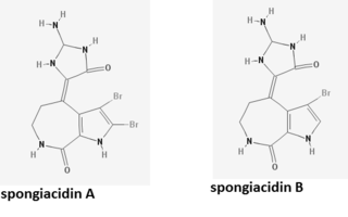 Spongiacidin