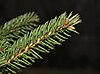 Spruce twig with water drops.jpg
