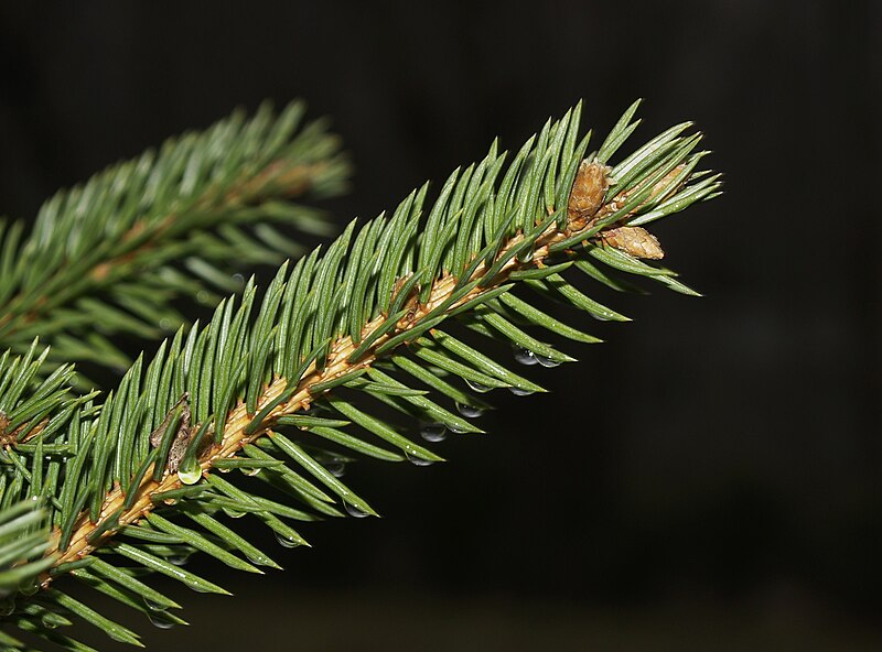 File:Spruce twig with water drops.jpg