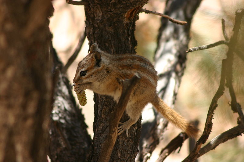 File:Squirrel Feeding on Pinecone while Balancing on Tree Trunk.jpg