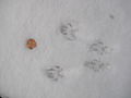 Squirrel tracks in snow.