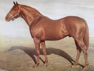 Baguette (horse) Australian-bred Thoroughbred racehorse