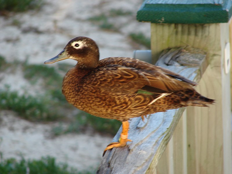 File:Starr-080531-4691-Solanum nelsonii-habit with Laysan duck on railing-Clipper House Sand Island-Midway Atoll (24282451114).jpg