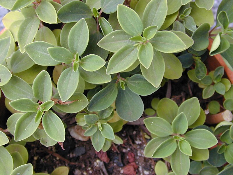 File:Starr 010704-0011 Peperomia blanda.jpg