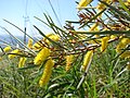 Acacia aneura