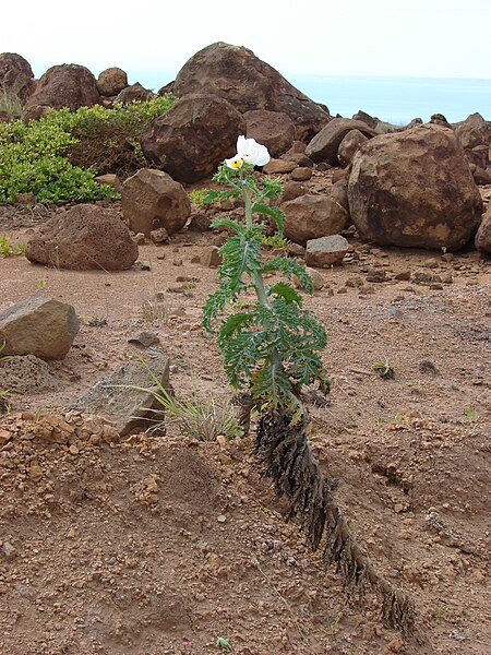 File:Starr 070404-6684 Argemone glauca.jpg