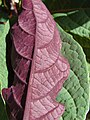 Leaf underside