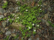 茎は斜上し、下部は地面を這って広がる。